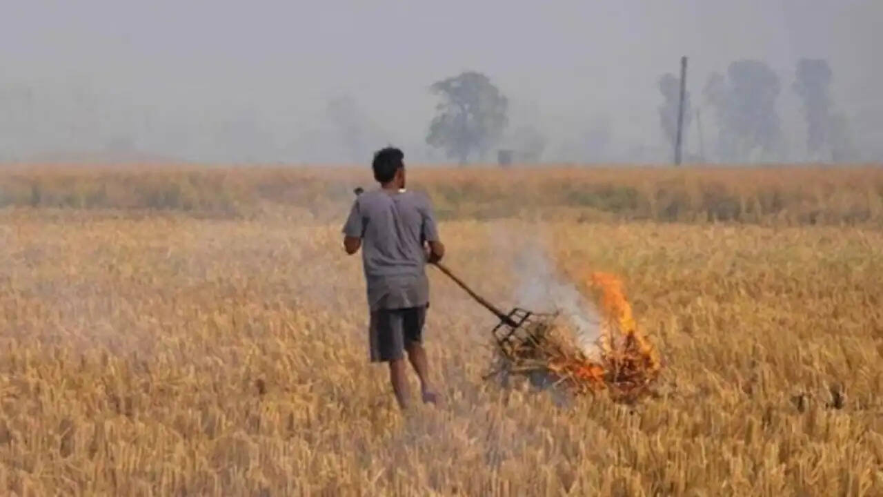 NGT की पंजाब सरकार को दो टूक, कहा-सरकार पराली जलने से रोकने में हो रही नाकाम