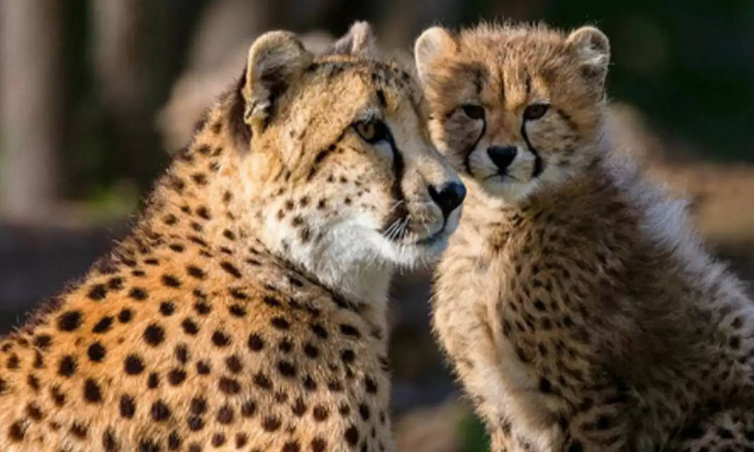 देश में इन हिरणों का शिकार कर अपनी भूख मिटाएंगे चीते, कूनो नेशनल पार्क में छोड़े गए 181 चीतल
