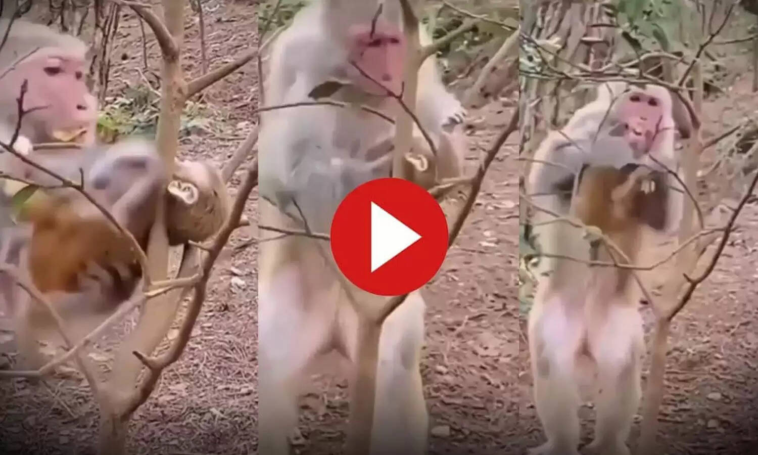 Viral Video : खेलते – खेलते ऐसी जगह फंस गई नन्हे बंदर की गर्दन, निकालने में उड़ गए मां के भी होश Viral Video : खेलते – खेलते ऐसी जगह फंस गई नन्हे बंदर की गर्दन, निकालने में उड़ गए मां के भी होश