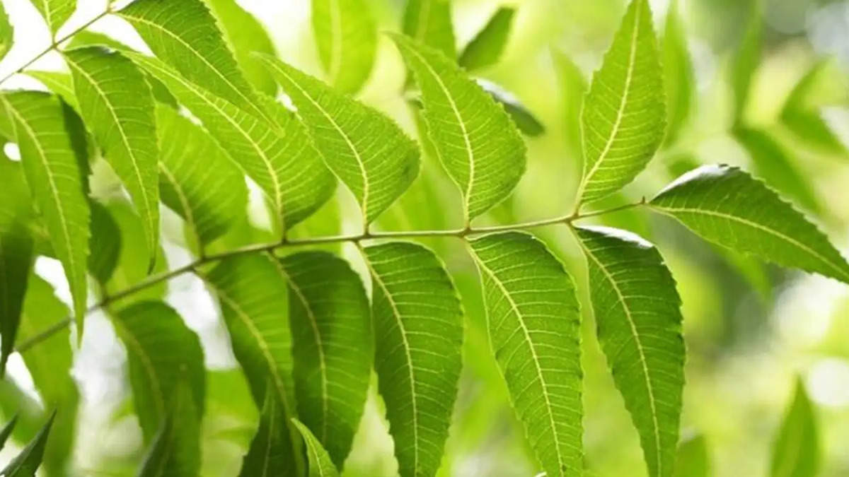 Neem दिलाएगा बढ़ते हुए वजन और पेट की चर्बी से छुटकारा, ऐसे करें इस्तेमाल  