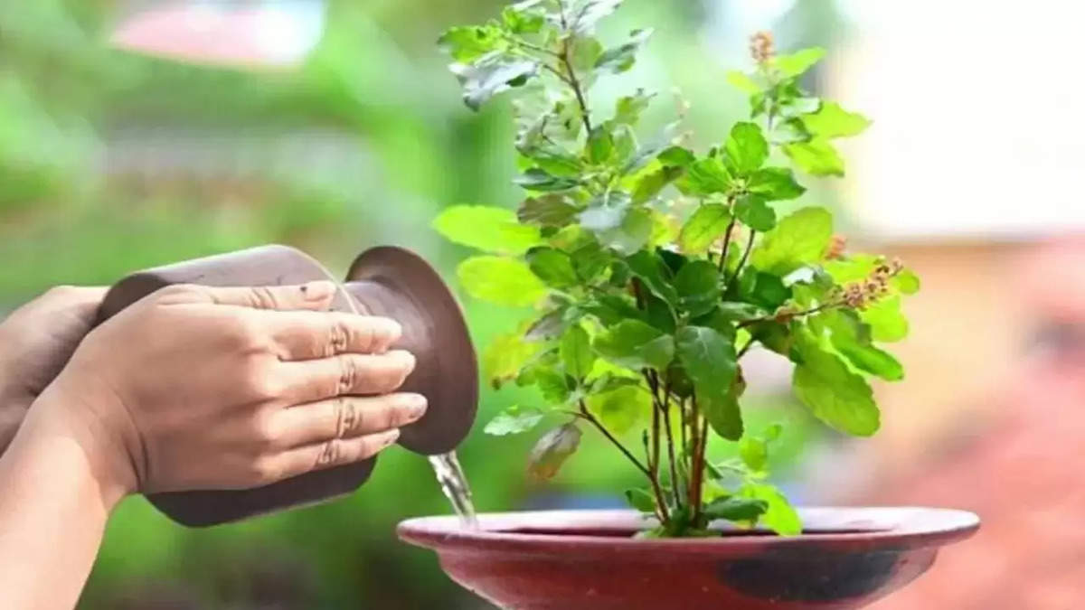 Tulsi Vastu Tips In Hindi : इन 2 घरों में तुलसी का पौधा लगाना है वर्जित, होता है धन का नाश