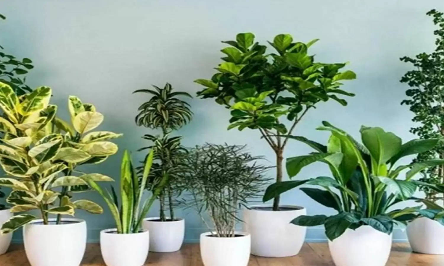 Vastu Tips : घर में दरिद्रता और नकारात्मकता लाते है ये पौधे, भूलकर भी घर में ना लगाए 