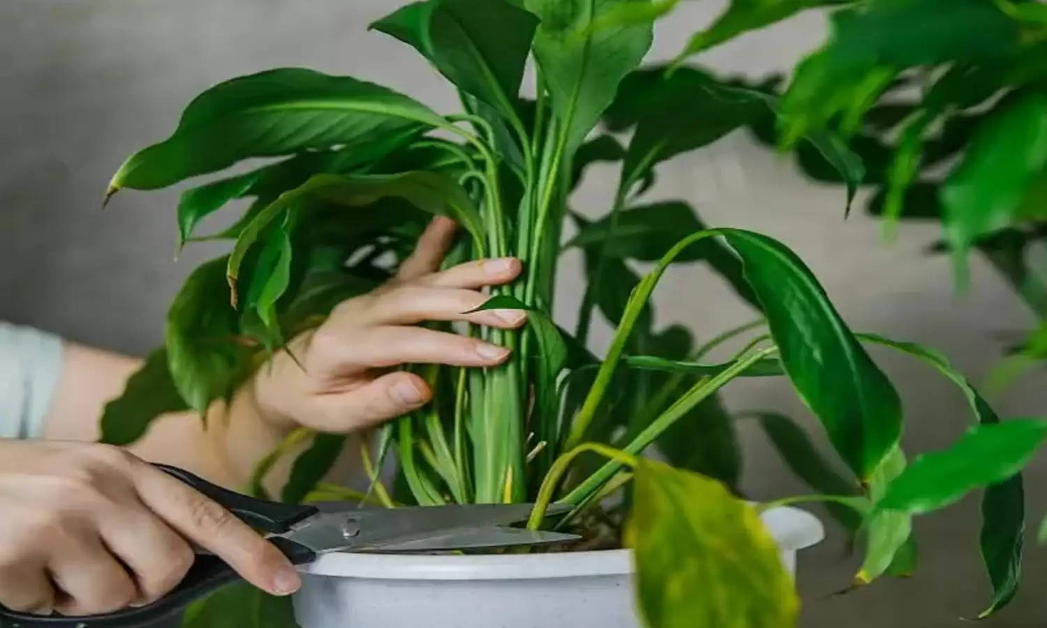 Unlucky Plants: यदि बिजनेस में हो रहा है नुकसान तो घर में भूलकर भी ना लगाएं ये 3 पौधे, वरना हो जायेंगे कंगाल! जरूर सोचें