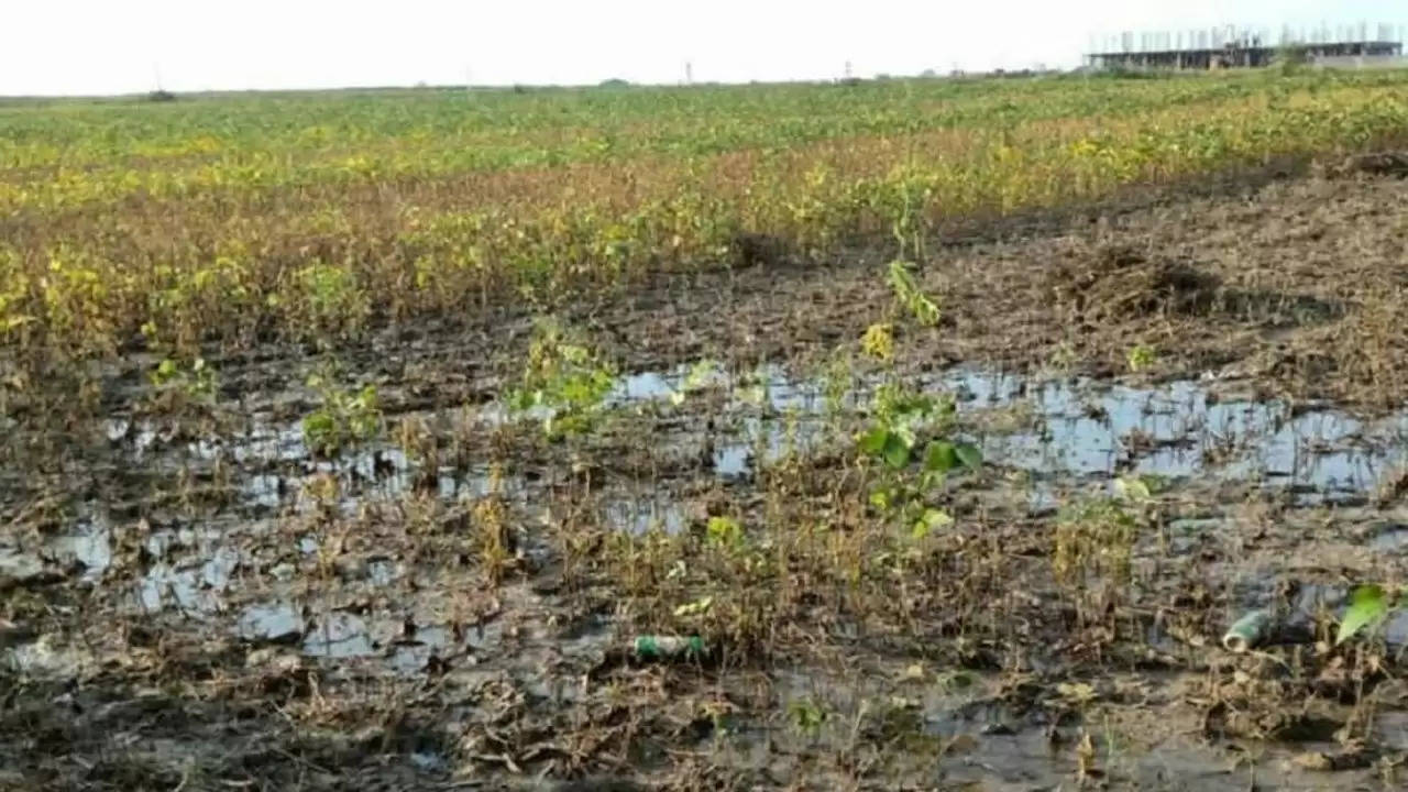 पलवल : ओलावृष्टि से फसलों को भारी नुकसान, किसानों ने की मुआवजे की मांग