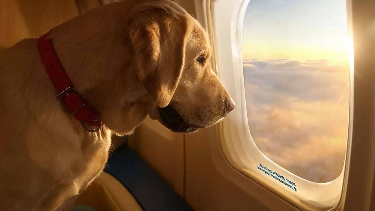 Bark Air : अमेरिका में लॉन्च हुई कुत्तों के लिए खास एयरलाइन, जानिए क्या हैं खासियतें