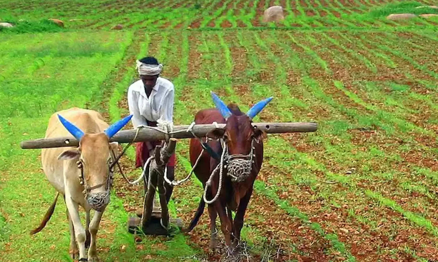 PMKSN: किसानों की चमकी किस्मत, किस्त की राशि बढ़कर हुई 4,000 रुपये, जानिए कैसे करें चेक