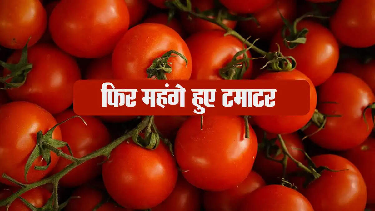 Tomato Price Hike : एक बार फिर महंगे हुए टमाटर, प्याज के भाव का चढ़ा रंग 