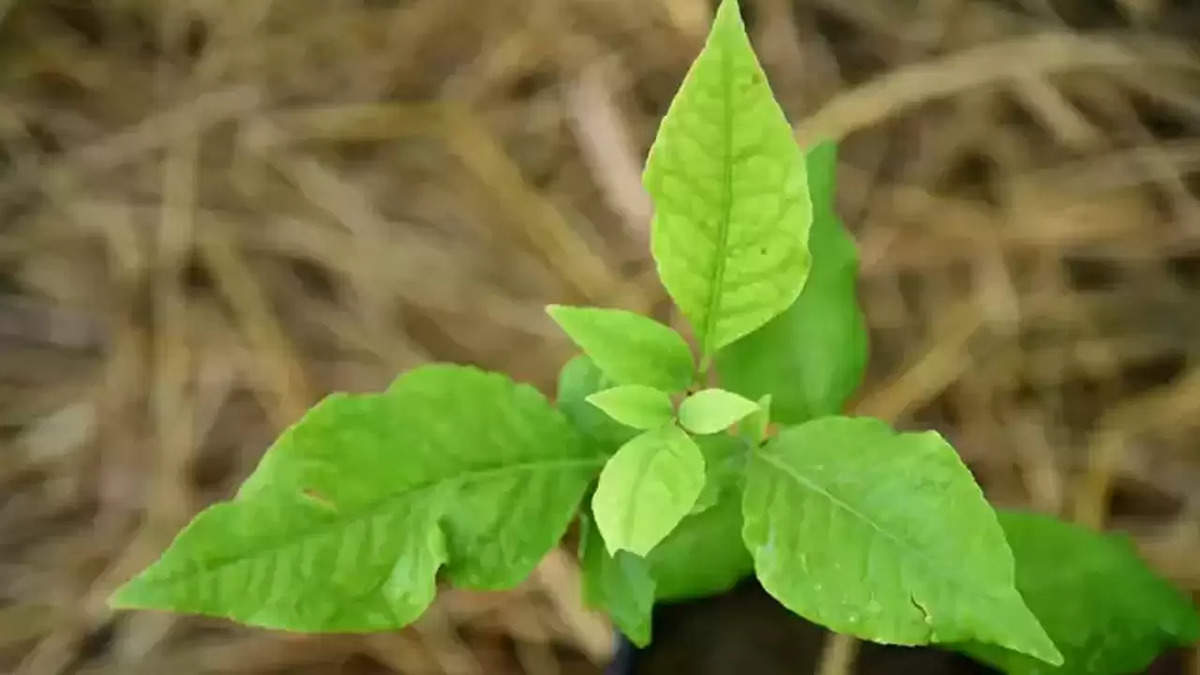 बेलपत्र को घर में कहाँ रखें, वास्तु शास्त्र के अनुसार जानिये इसकी विस्तृत जानकारी