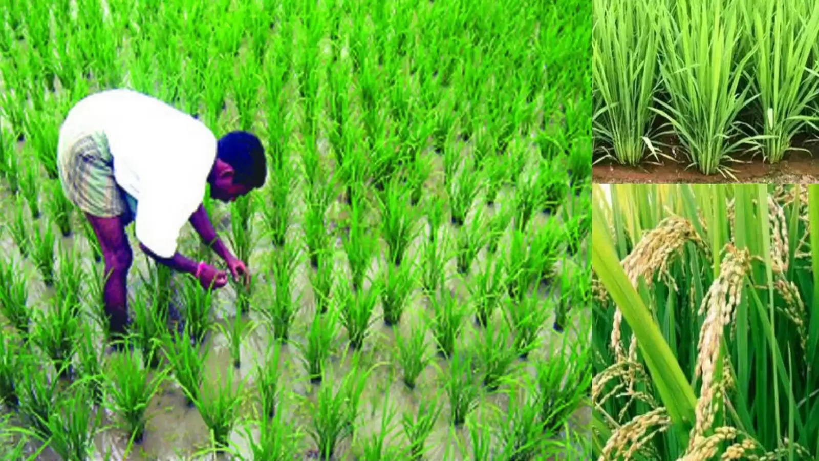 खुशखबरी! पानी की कमी से धान की बिजाई कर पाने वाले किसानों को सरकार देगी 7 हजार रुपए प्रति एकड़