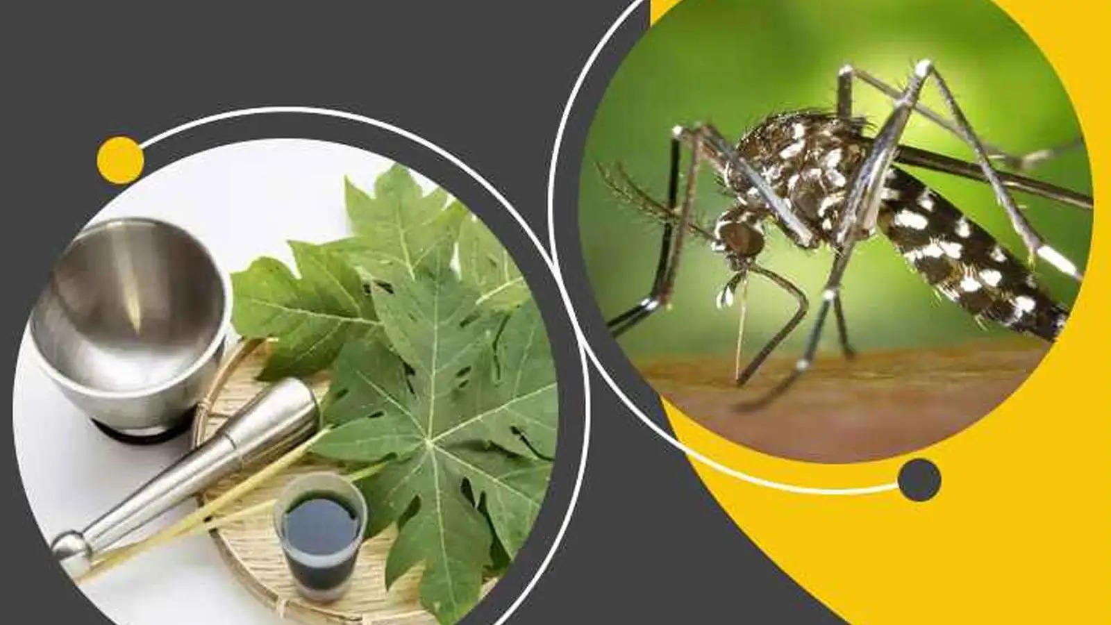 Dengue Ayurvedic Remedies : इन आयुर्वेदिक उपायों से कम करें डेंगू के लक्षण, नहीं लगाने पड़ेंगे अस्पताल के चक्कर 