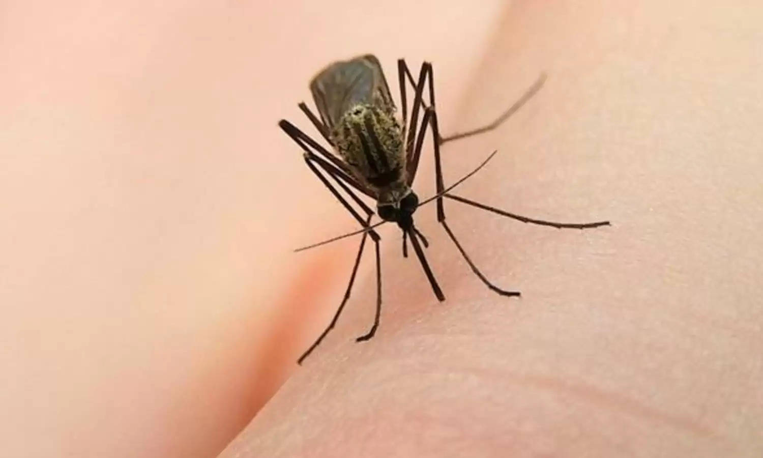 अब छोड़िये इलेक्ट्रॉनिक Mosquito Killer खरीदना! सिर्फ अपने स्मार्टफोन में Install करें ये ऐप्स, हो जायेगा मच्छर का खात्मा
