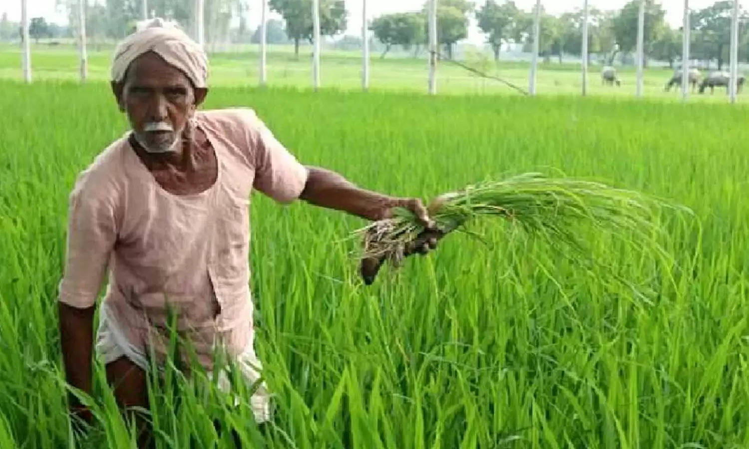 FRP For Sugarcane: किसानों ने किया मजे, अब गन्ने का मिलेगा दोगुना दाम