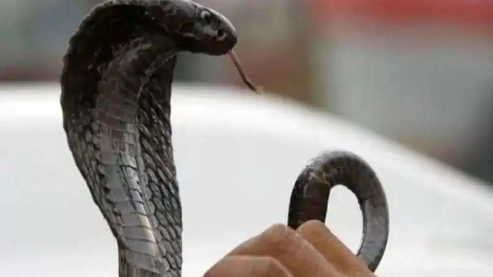 शख्स ने ली कोबरा की पप्पी, सांप ने निकलवा दी चीख, देखें VIDEO