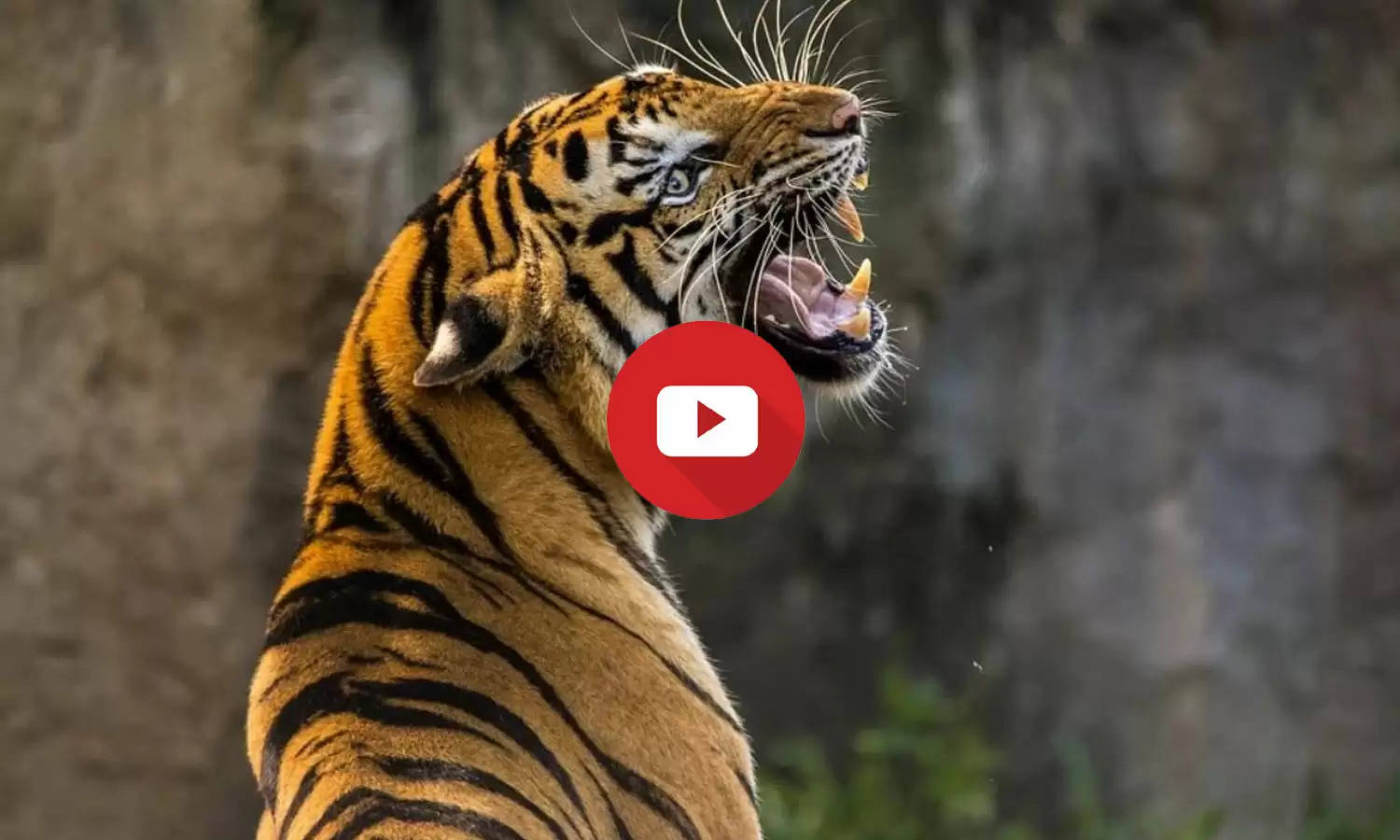 Viral Video: बस्ती में बाघ ने घुसकर मचाई तबाही, लोगों पर यूं किया जानलेवा हमला, वीडियो देख कांप जाएगा दिल