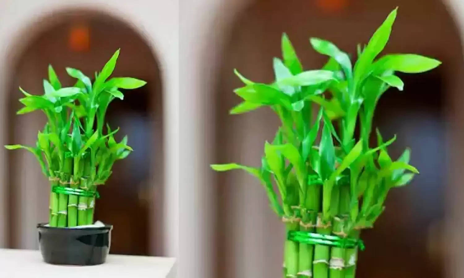 Vastu Tips For Office: अपने ऑफिस डेस्क पर रखें ये पौधे, नौकरी में मिलेगी तरक्की