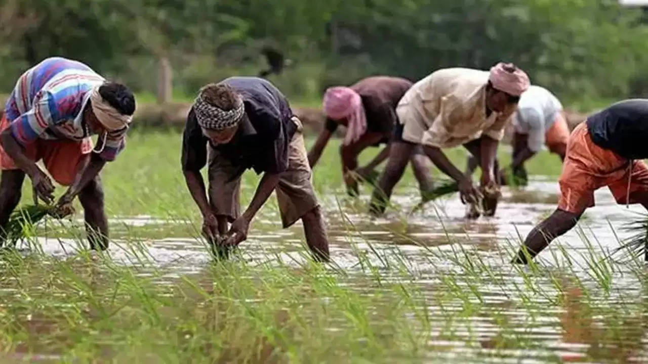 किसानों की किस्मत बदलने वाली फसल! जानिए इसकी खेती से कैसे कमा सकते हैं लाखों रुपये