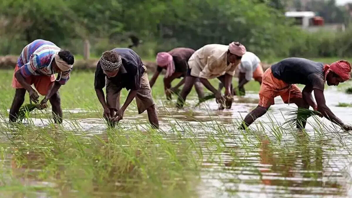 Kisan Samman Nidhi Yojana: A Lifeline for Farmers in Need of Financial Support