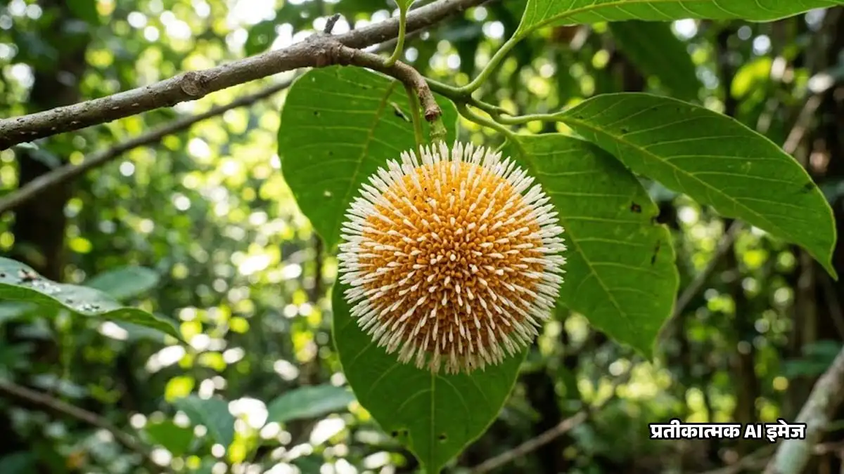 Kadamba Fruit Nutrition