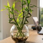 घर की इस दिशा में रखें Lucky Bamboo, खुल सकते हैं तरक्की और धन के रास्ते 1 घर की इस दिशा में रखें Lucky Bamboo, खुल सकते हैं तरक्की और धन के रास्ते