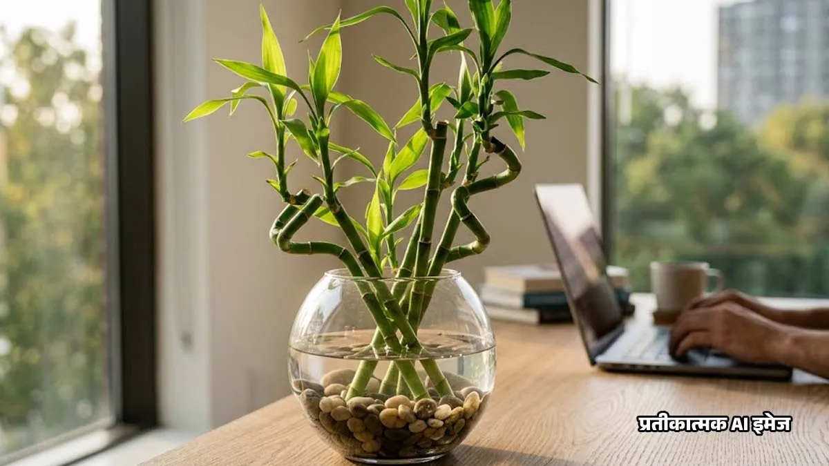 Home 65 Lucky Bamboo Vastu Tips