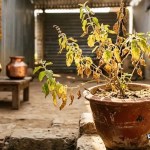 आंगन की तुलसी अचानक सूखना महज इत्तेफाक नहीं, जानें क्या कहता है शास्त्र और विज्ञान