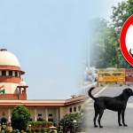 आवारा कुत्तों पर सुप्रीम कोर्ट का बड़ा फैसला, खुले में खाना खिलाने पर रोक – देखें नई गाइडलाइन