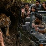 Corbett Park: बाघ के करीब गाड़ी ले जाना पड़ा भारी, वन विभाग ने जिप्सी चालक पर लगा आजीवन प्रतिबंध