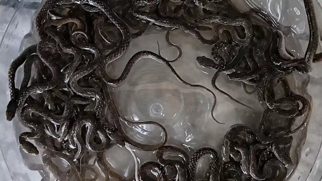 Haridwar news : पानी की टंकी खोली तो अंदर रेंग रहे थे 27 सांप, देखकर उड़े परिवार के होश